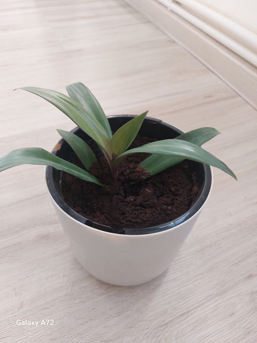 Комнатные цветы от 3 000