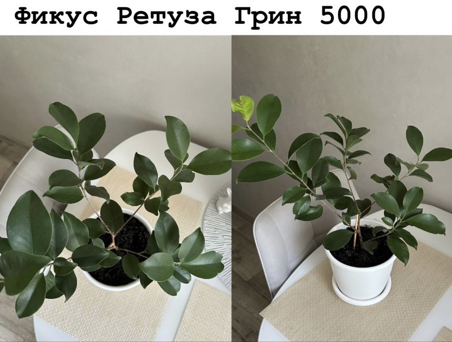 Комнатные цветы
