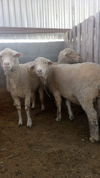 Продам бараны оптом , Байсерке