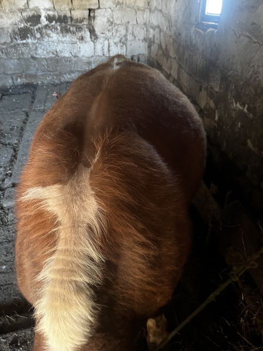 Бычки продается писать в ватсап