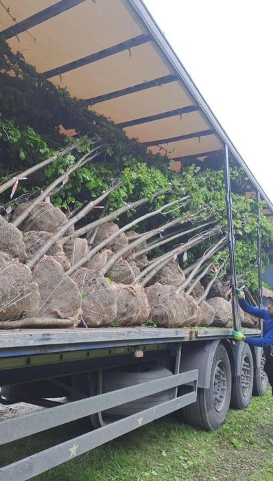 Саженцы ель Тополь яблони