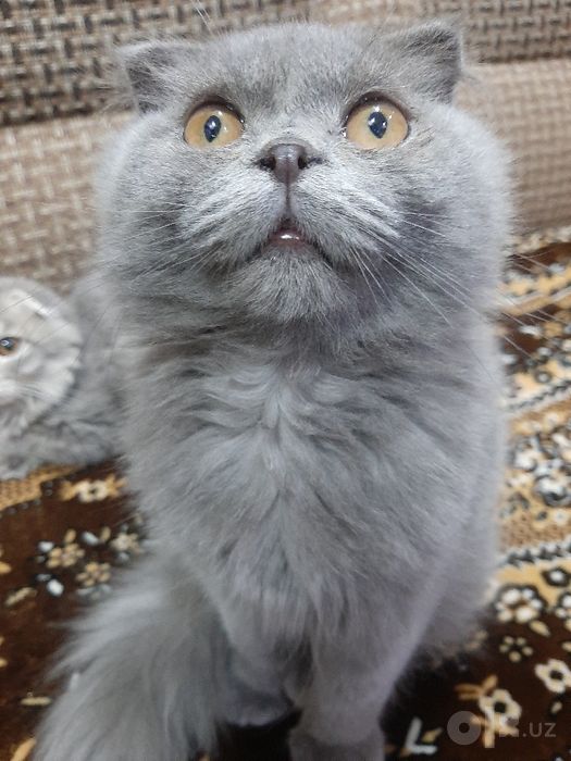 Mushuk зотли  sotiladi