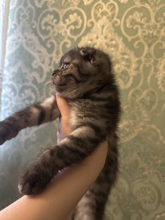 Aqilli muloyim momiq igrushkadek mushukchalar