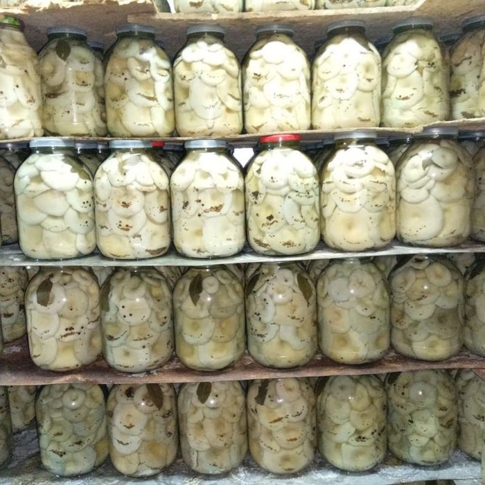 белый грибы, груздь грузди,лисички