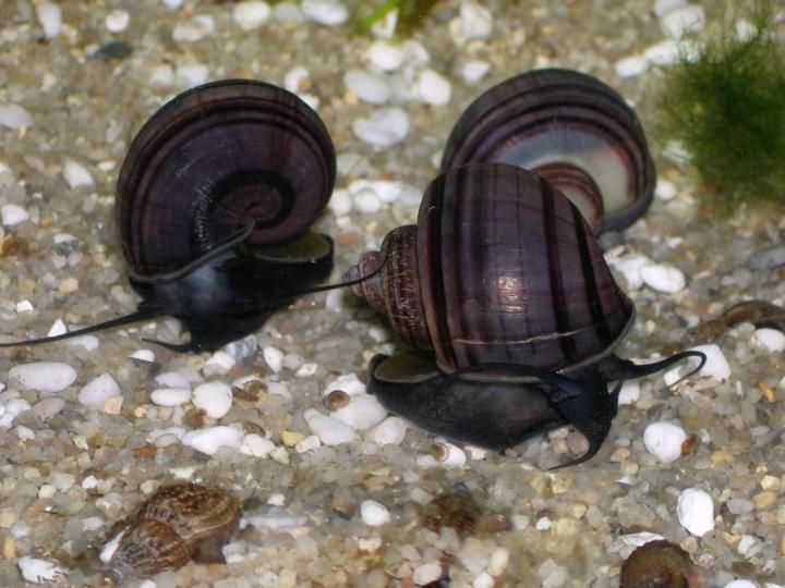 Продам улиток ампулярия черничная