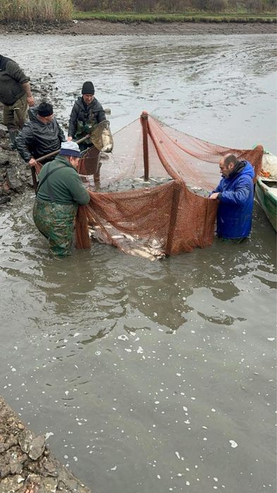 Fitofag proaspat/viu