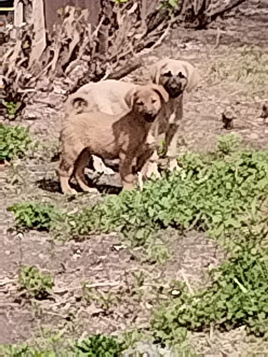 В очень добрые руки