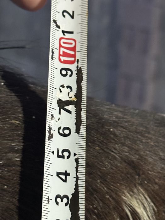 Айгыр кокпар айгыр жеребец