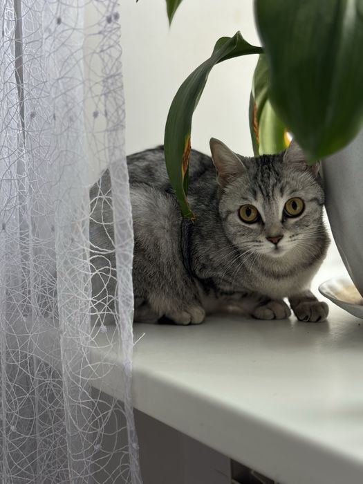 Отдам кошку домашняя