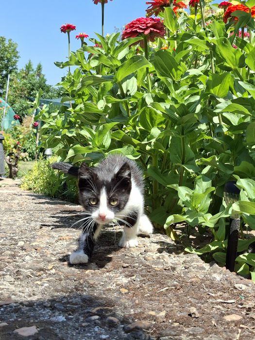 Подарявам котета