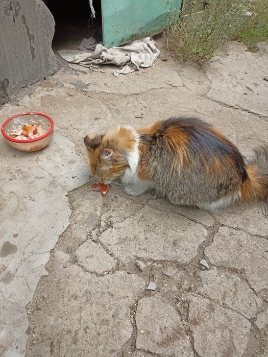 Отдам котят в хорошие руки.