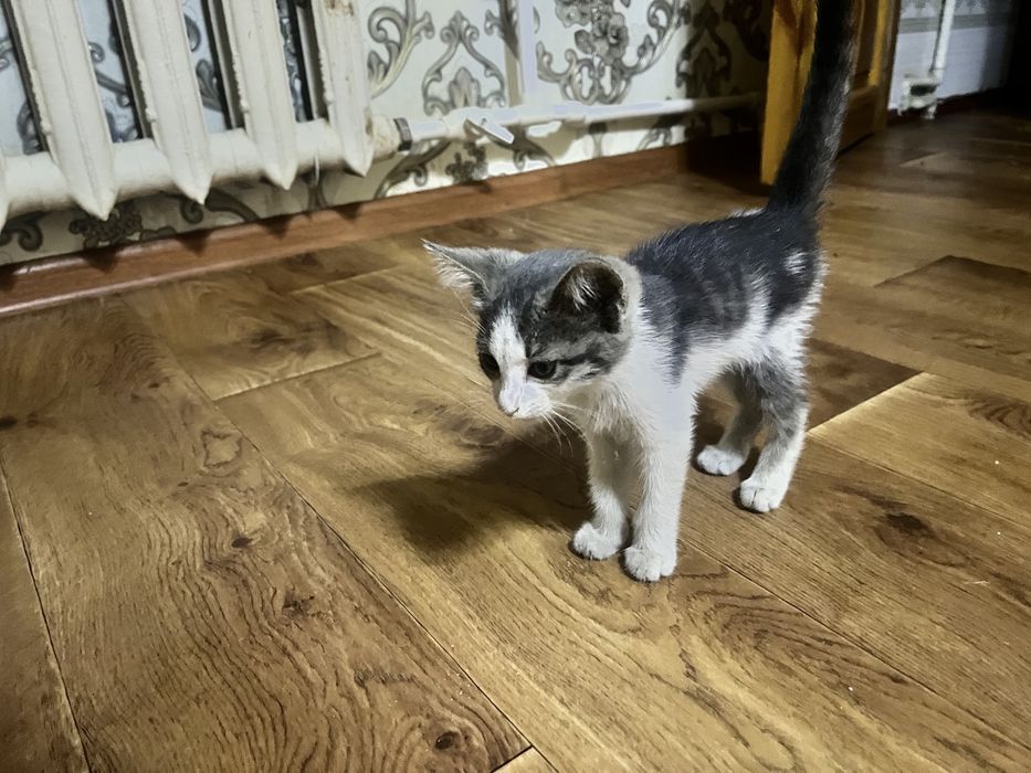 Chiroyli aqlli 2 oylik qiz bola mushukcha hadyaga beriladi