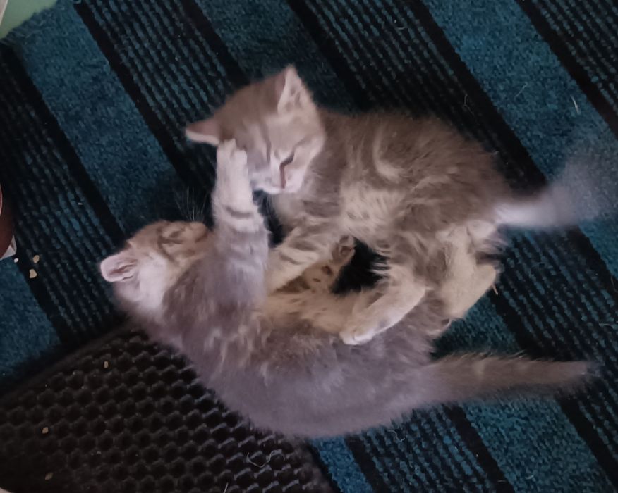 Мушукчалар сотилади шотланд