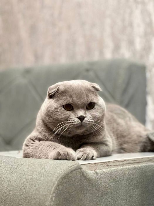 Выставляется шикарный кот на вязку.