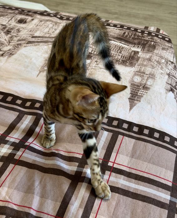 Котенок бенгальский
