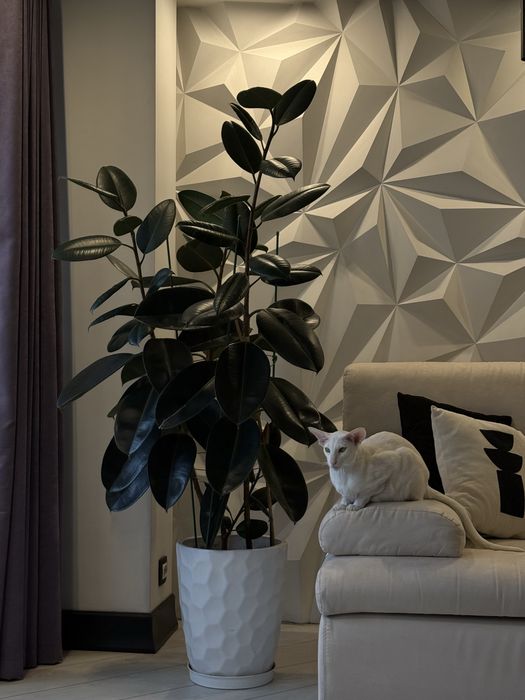 Фикус Эластика, Гигант, 3 ствола, высота 1,65