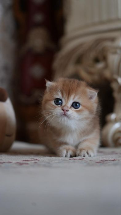 Котята Scottish Fold / British Shorthair золотая шиншилла