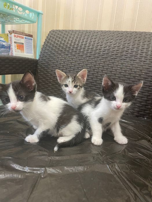 Котята бесплатно