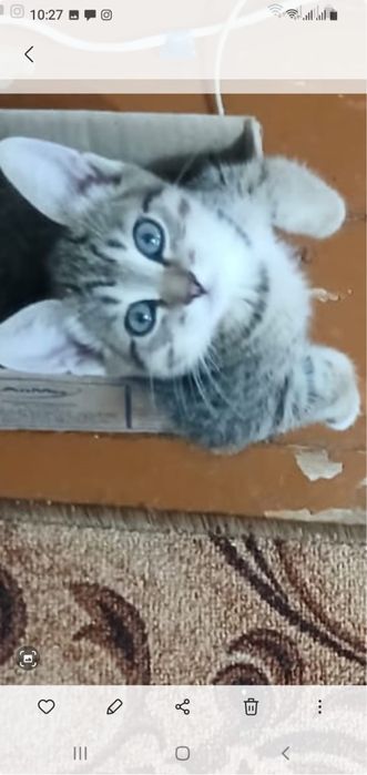 Отдам котят в добрые руки