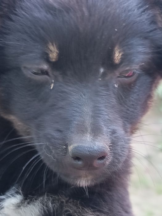 Cățeluse  gratis adopție