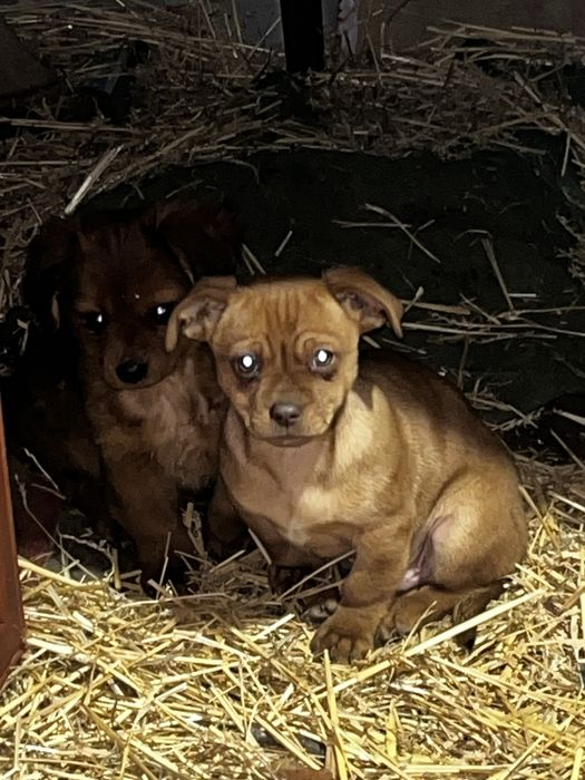 Donez catelusi bichon/pichinez