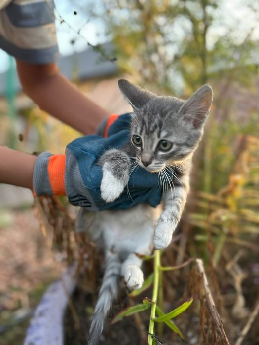 Отдам котят полу британцы в добрые руки