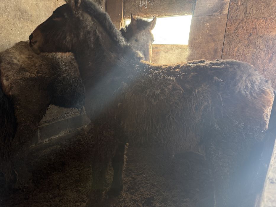 Семіз тай сатылады