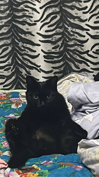 Отдам котика срочно