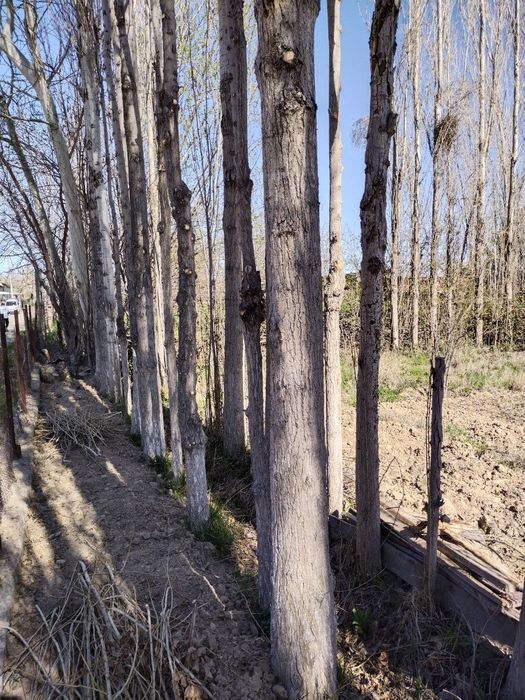 Тераклар сотилади