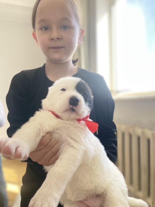 Продам щенков САО тобет