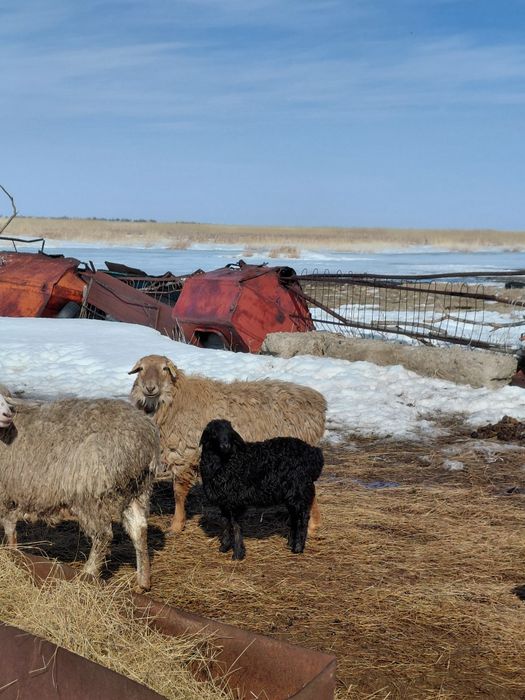 Плем баран кошкар