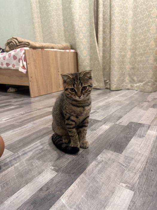 Продаю вислоухого котёнка