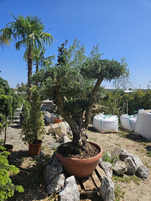 Tuia  leylandii plante