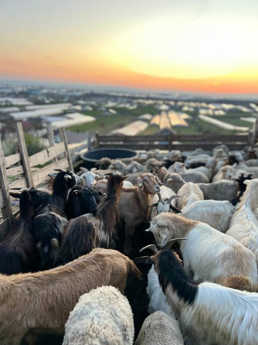 CAPRE SI OI de vanzare