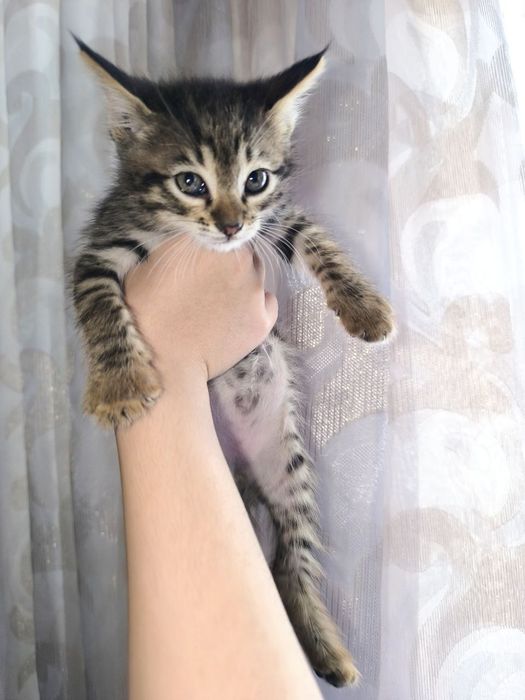 Котёнок 2 месяца