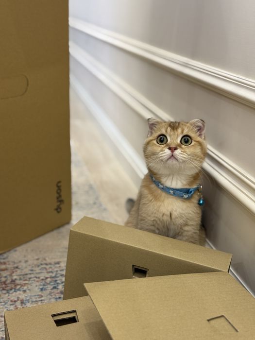 Ищем красивую,читсую жену для пародистово кота