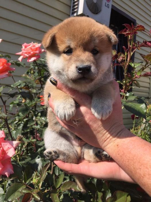 японская сиба-ину