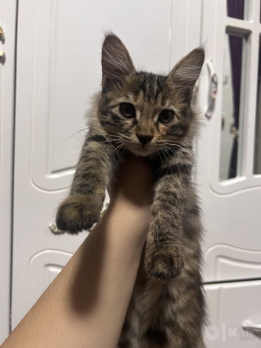 отдам котенка только женщинам