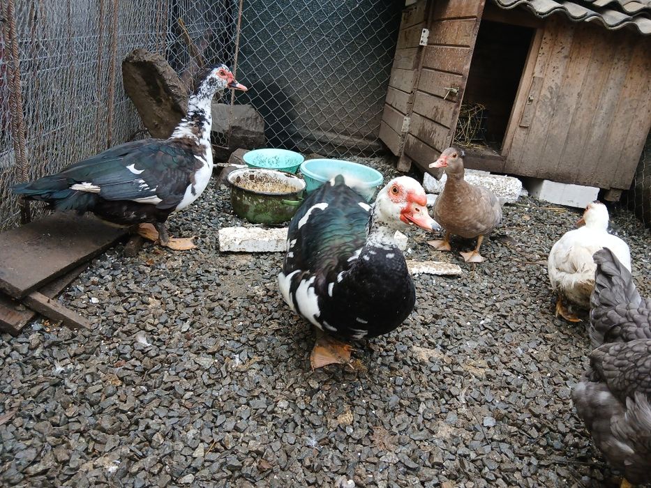 Vand rațe leșești mute