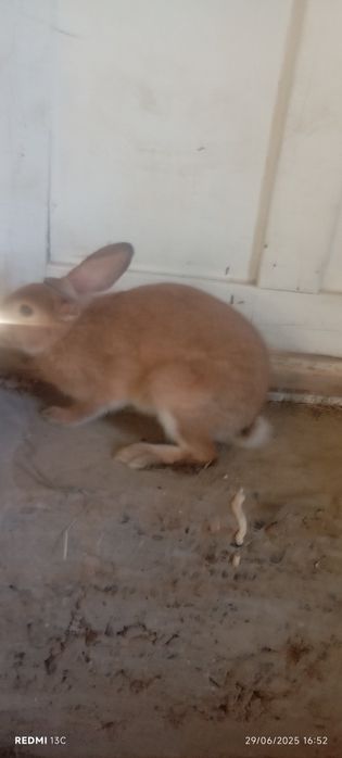 Quyon sotiladi . Erkak vazni 2 kg