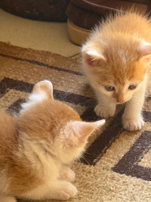 Отдам котят в добрые руки