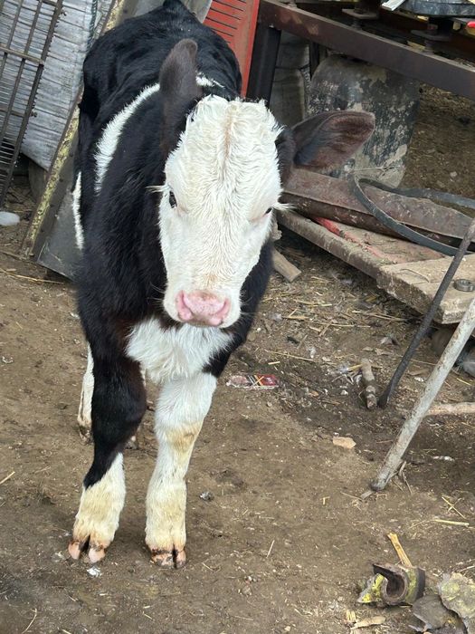 Vând vitele pe mărimi