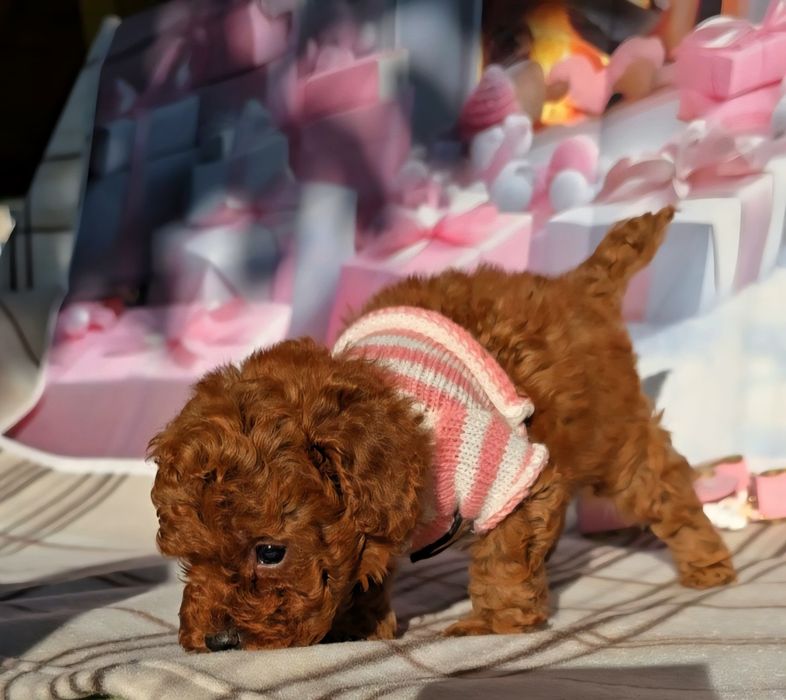 !РЕЗЕРВИРАНО!Пудел той с родословие - 5 поколения назад