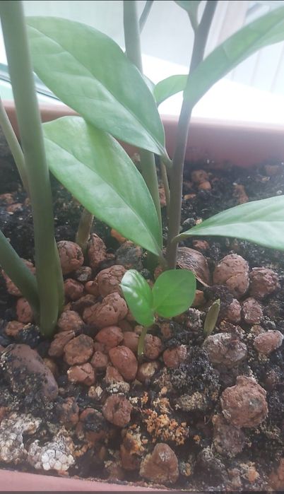 Долларовое дерево