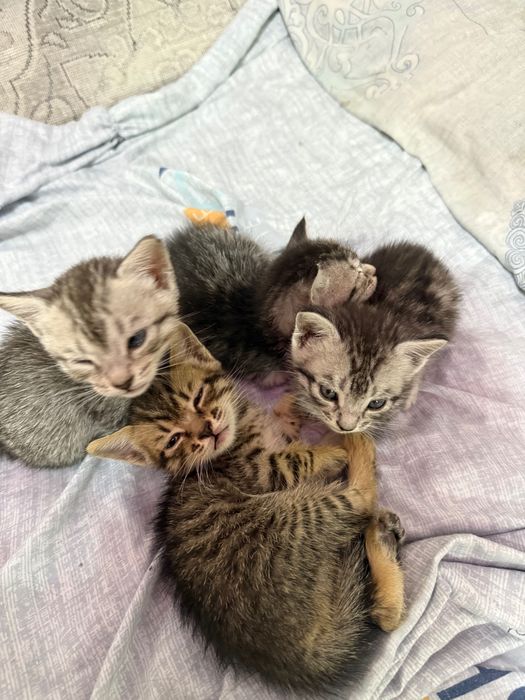 Котята в хорошие руки