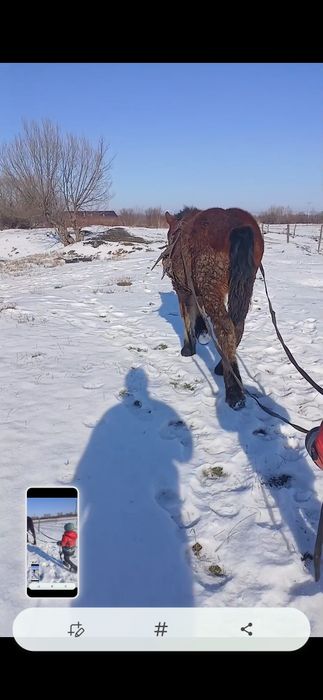 Disponibil manz de 8 luni armăsar