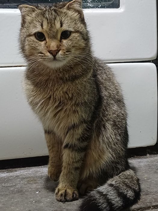 Shotlandiskaya koshka bepul