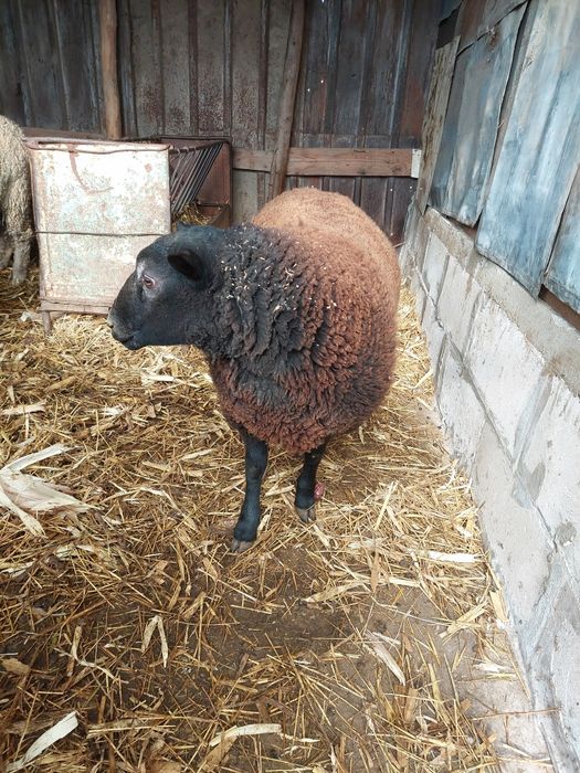 Vând berbec texel original