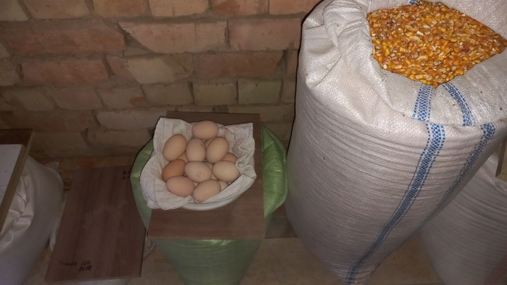 Продаются домашние яйца. Домашний тухум сотилади.