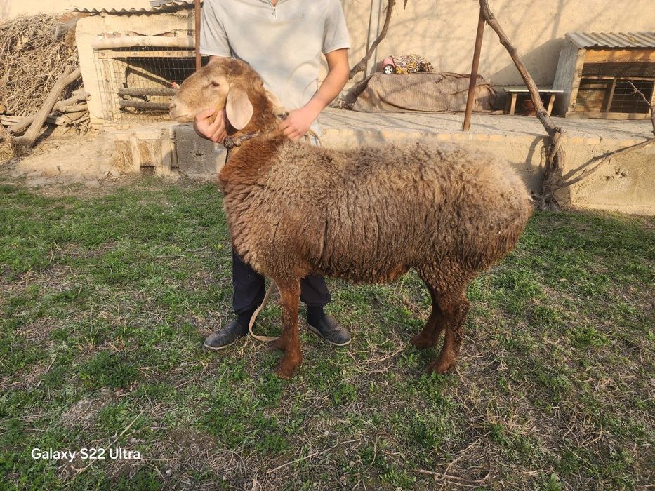 Арашан Кучкорлар Сотилади